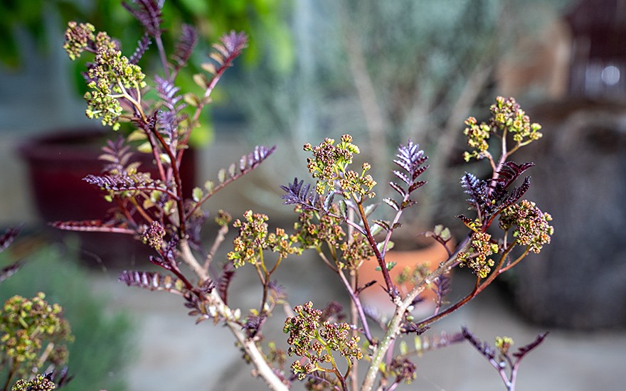 Sansho 'Purple Leaf' (Pflanze)