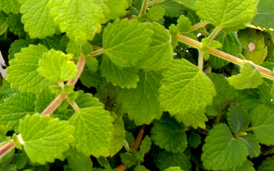 Weihrauchpflanze, grün (Pflanze)