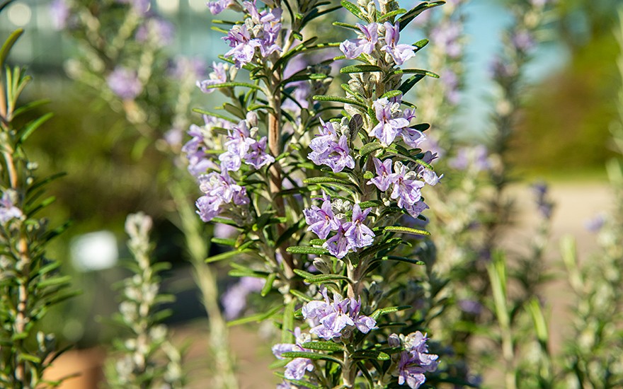 Rosmarin 'Gorizia' (Pflanze)