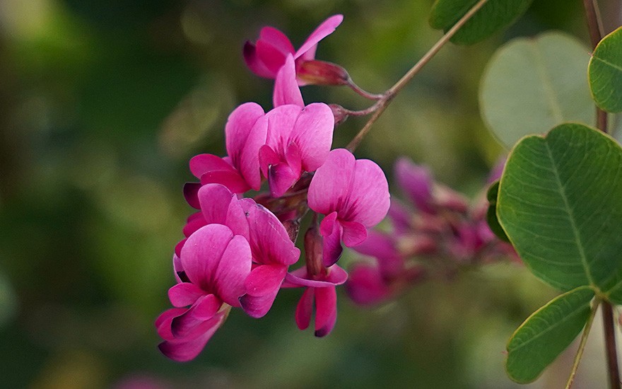 Zweifarbiger Buschklee (Pflanze)