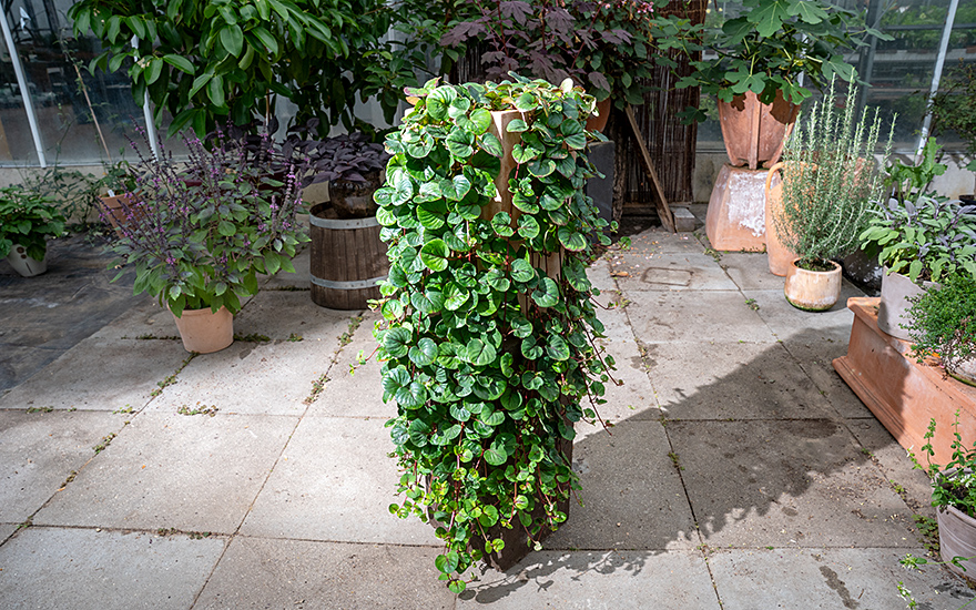 Chinesisches Pfennigkraut (Pflanze)