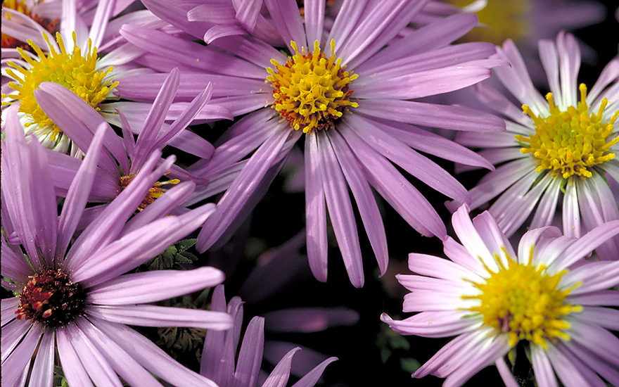 Aromatische Aster (Saatgut)