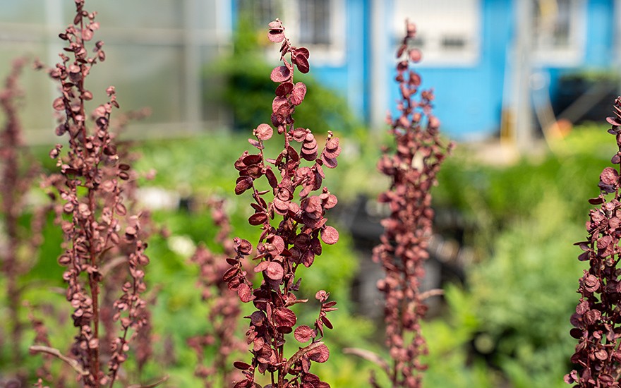 Gartenmelde, rotblättrig (Saatgut)