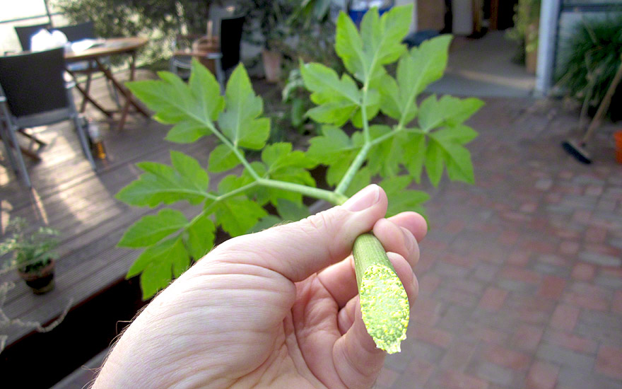 Ashitaba (Pflanze)
