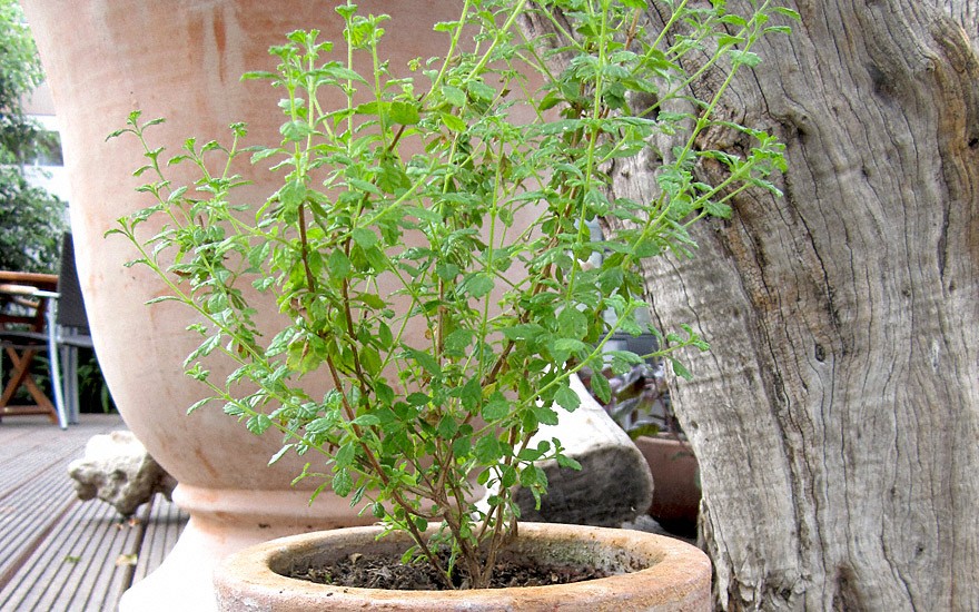 Dominikanischer Oregano (Pflanze)