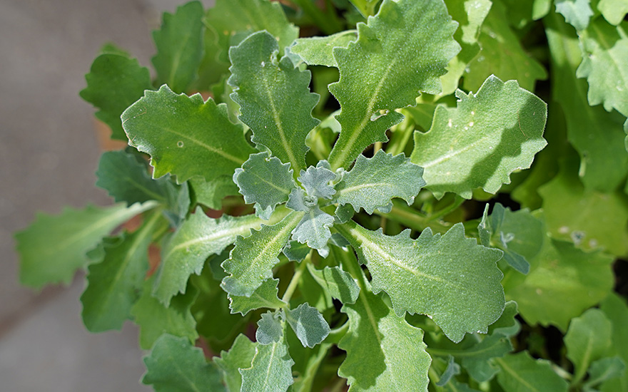 Alpenkresse (Pflanze)