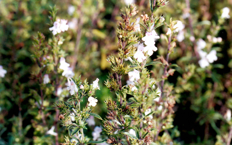 Bergbohnenkraut, zitronig (Pflanze)