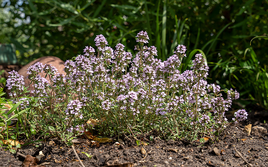 Thymian 'Summerdreams®' Rose (Pflanze)