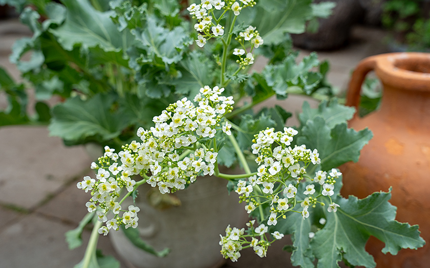 Echter Meerkohl &#039;Caramba White&#039; (Pflanze)