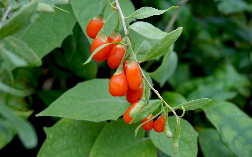 Goji-Beere 'No.1 Lifeberry' (Pflanze)