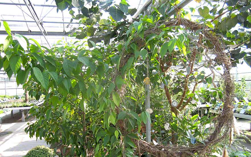 Ayahuasca, Yage (Pflanze)