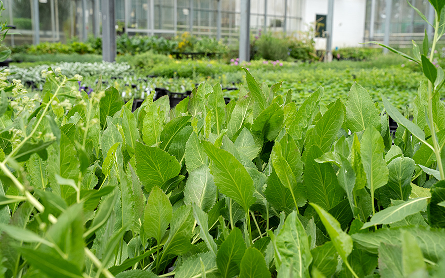 Senfkresse (Pflanze)