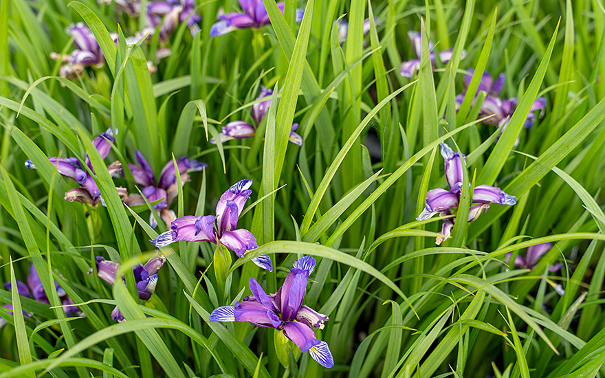 Pflaumen-Iris (Pflanze)
