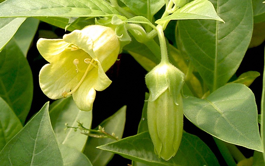 Tollkirsche, gelbfrüchtig (Pflanze)