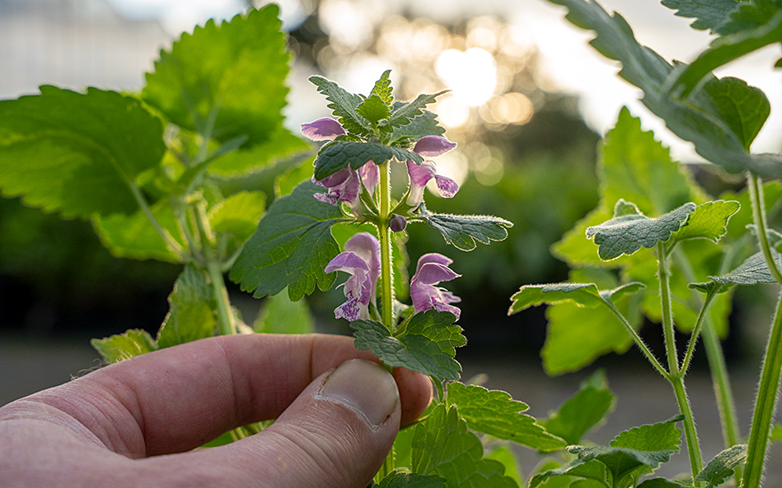 Gefleckte Taubnessel (Pflanze)