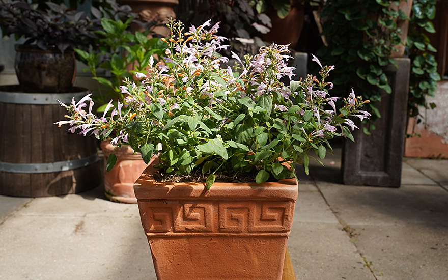 Agastache 'Arizona Sunset' (Pflanze)