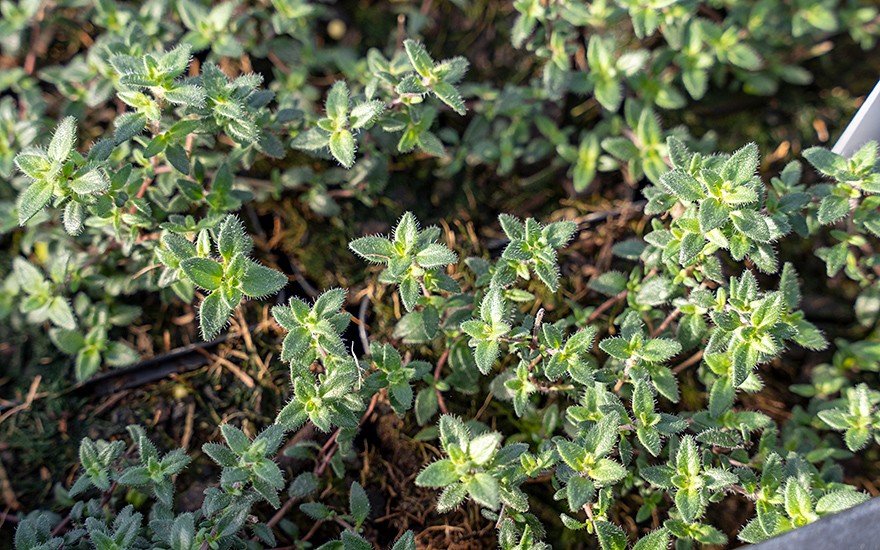 Thymian 'Summerdreams®' Rose (Pflanze)