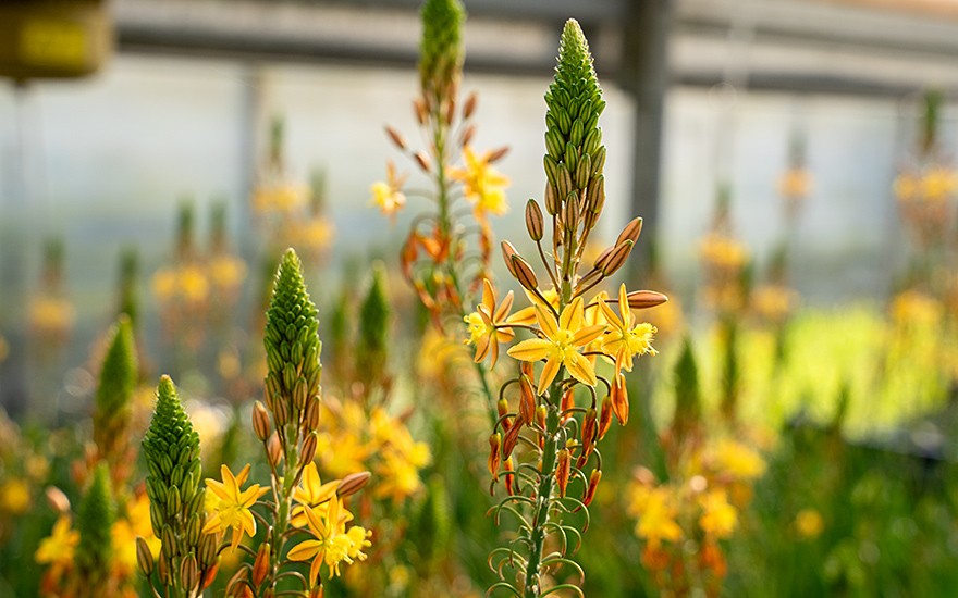 Bulbine, Katzenschwanzpflanze (Pflanze)