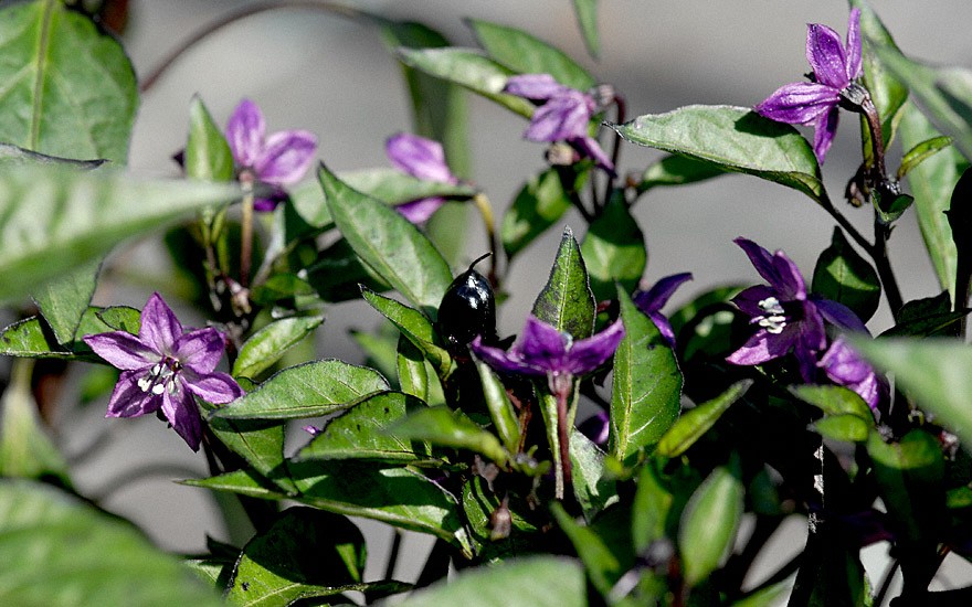 Chili 'Peruvian Purple' (Pflanze)