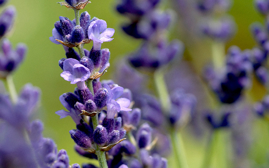 Lavendel 'Hidcote Blue' (Saatgut)