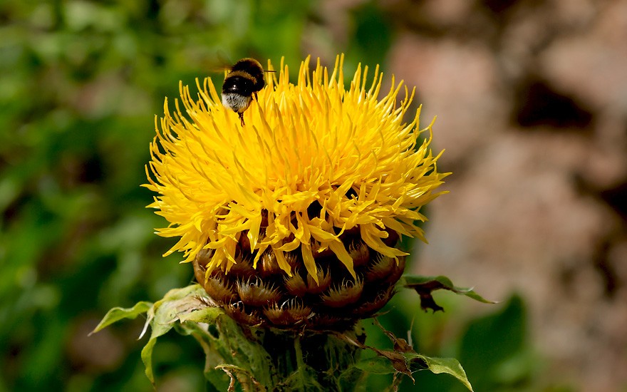 Riesen-Flockenblume (Saatgut)