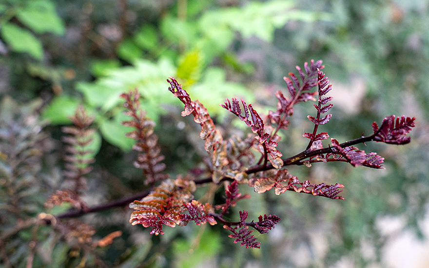 Sansho 'Purple Leaf' (Pflanze)