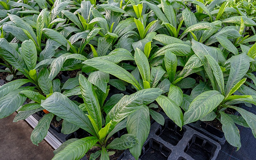 Xuong Song (Saatgut)