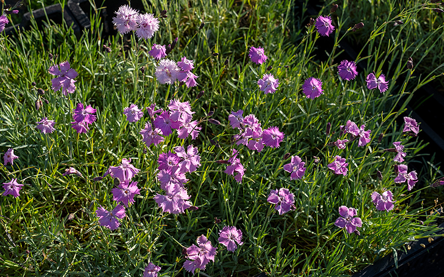 Pfingstnelke, Wildform (Pflanze)