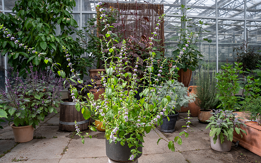 Kärntner Nudelminze (Pflanze)