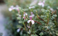 WeihrauchDuftgeranie (Pflanze) Duft Geranien DavanaDuftwicke