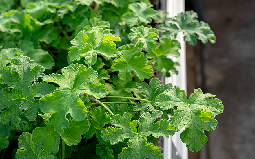 Rosengeranie 'Bourbon' (Pflanze)