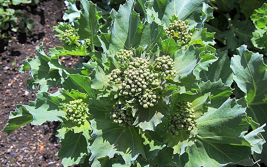 Tatarenkohl (Saatgut)