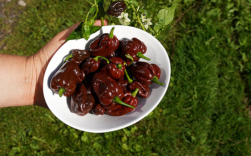 Chili Habanero 'Chocolate' (Saatgut)