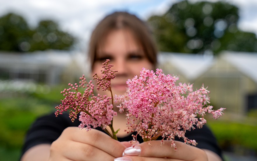 Prärie-Mädesüß (Pflanze)