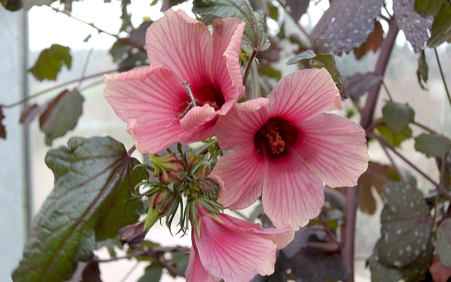 Roter Hibiskus (Pflanze)