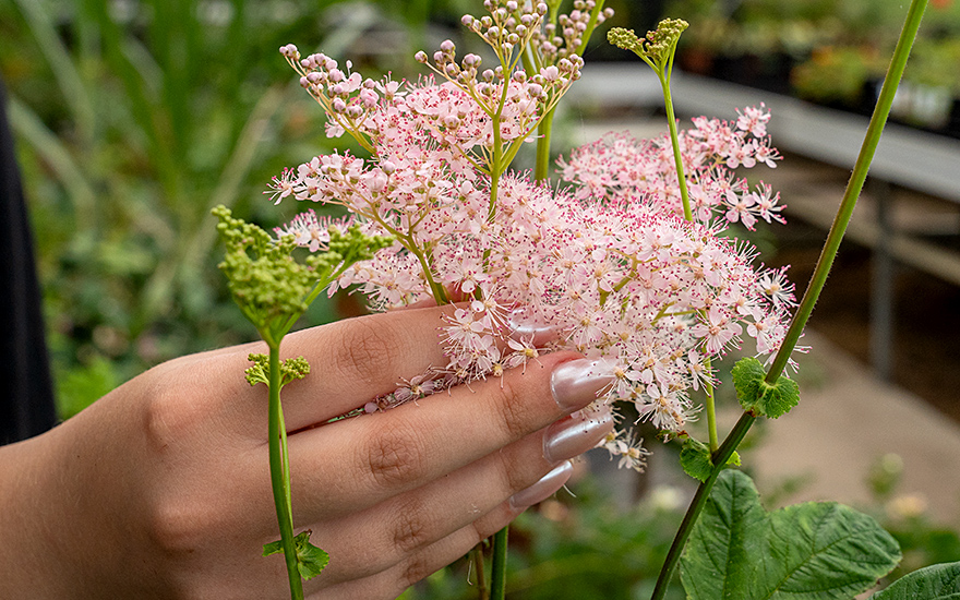 Prärie-Mädesüß (Pflanze)