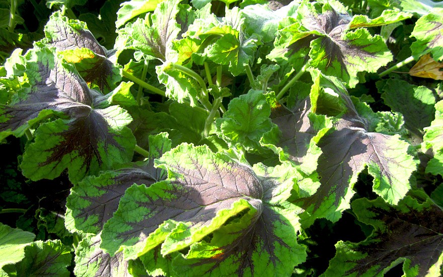 Duftgeranie 'Chocolate Peppermint' (Pflanze)