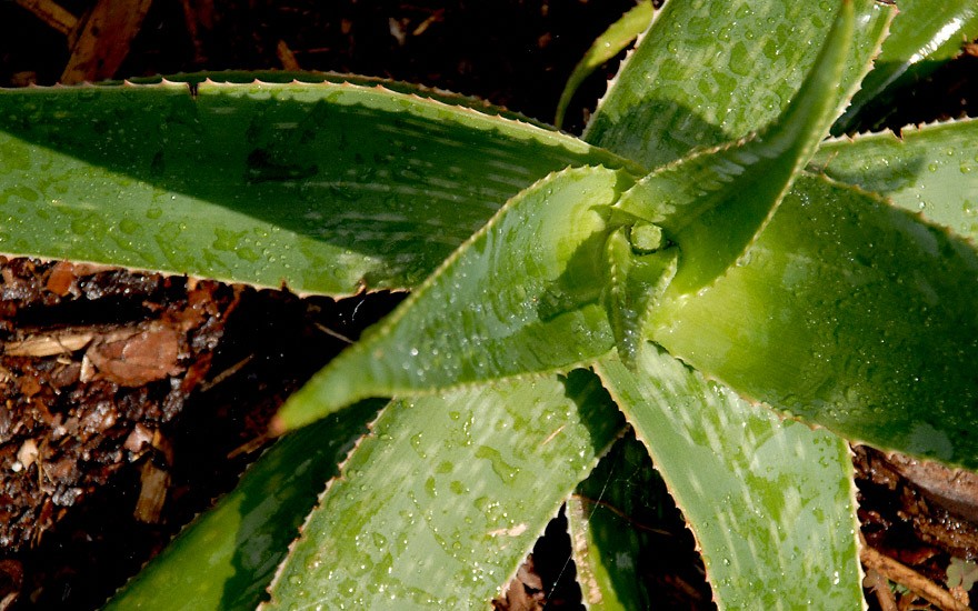 Aloe Vera (Pflanze)