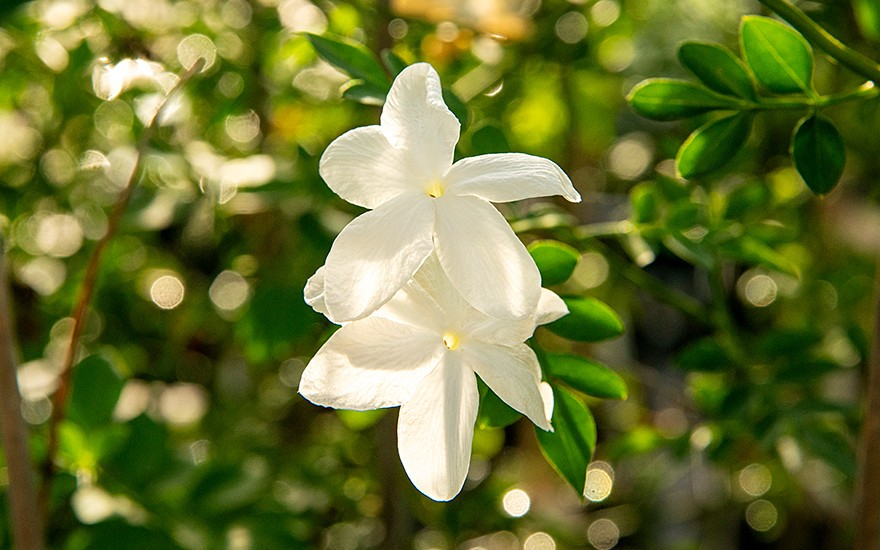 Chinesischer Teejasmin (Pflanze)