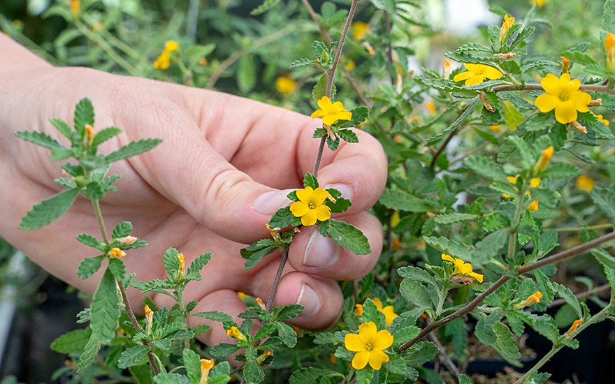 Echte Damiana (Pflanze)