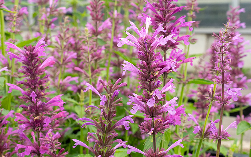 Zitronenagastache (Saatgut)