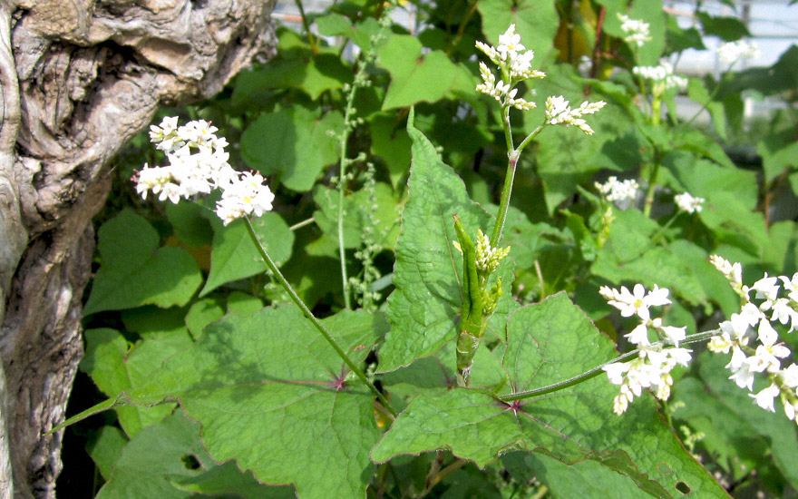 Blüte im Sommer