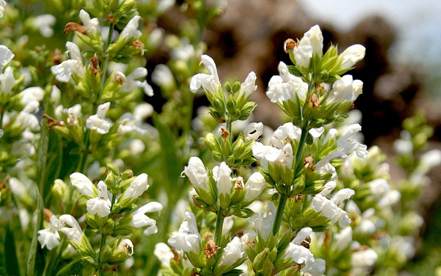 Salbei, weiß blühend (Pflanze)