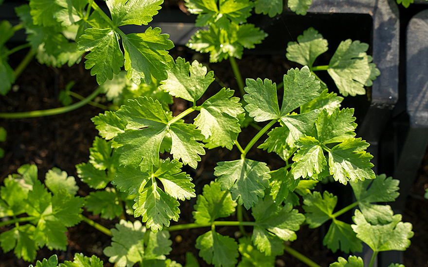 Wilde Sellerie (Saatgut)