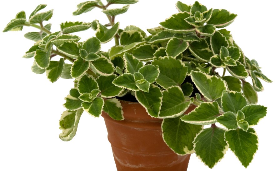 Jamaicathymian, weißbunt (Pflanze)