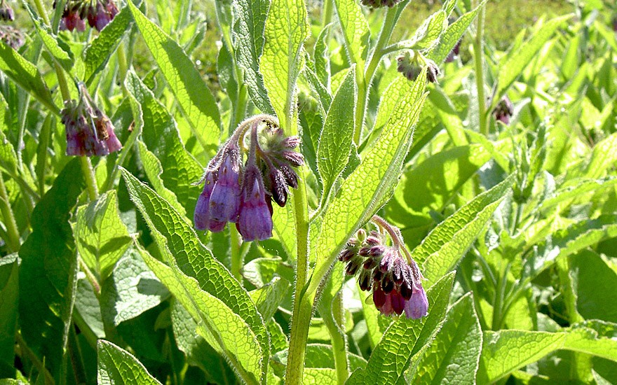 Comfrey, Bocking No. 4 (Pflanze)