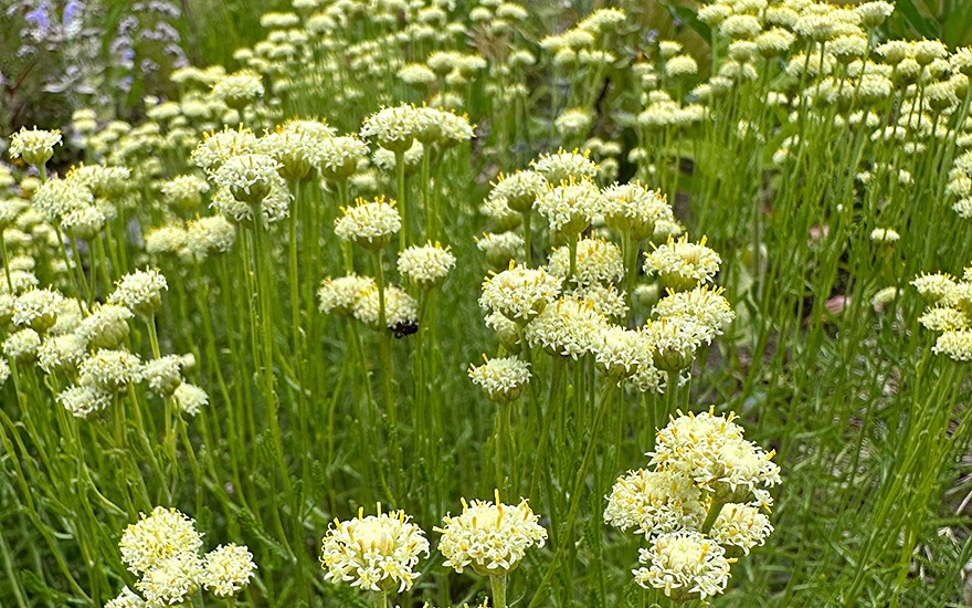 Etruskisches Zypressenkraut (Saatgut)