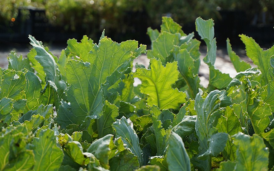 Meerkohl 'Caramba Green' (Pflanze)