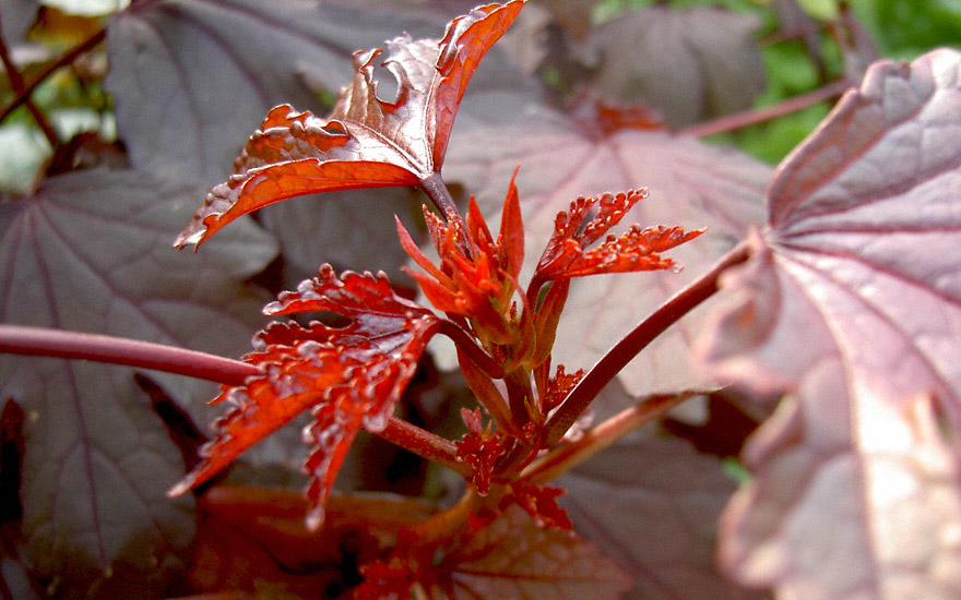 Roter Hibiskus (Pflanze)