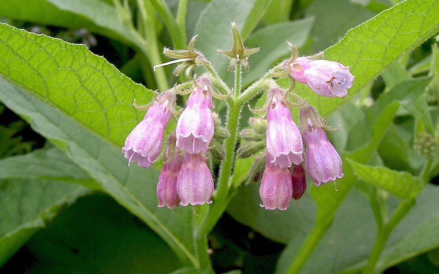 Comfrey, Bocking No.14 (Pflanze)